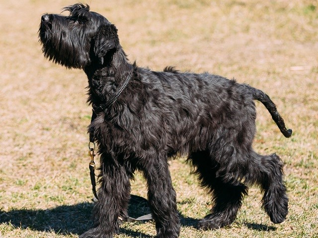 Giant Schnauzer thumbnail
